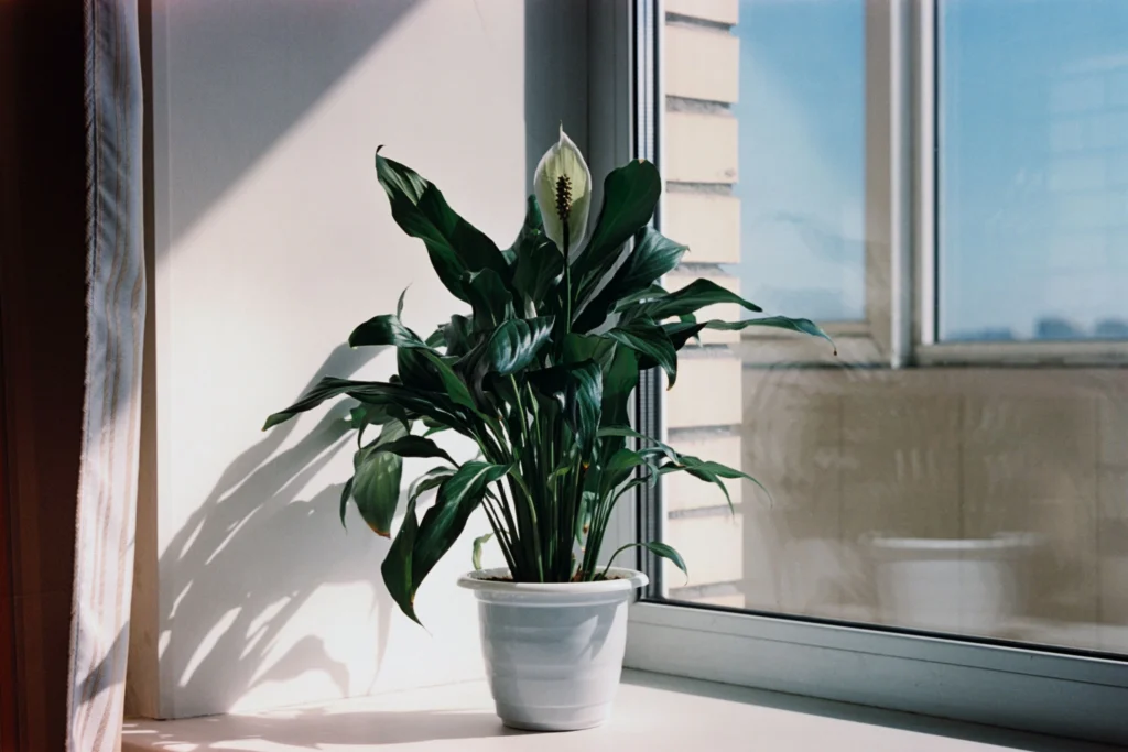 peace_lily_yellow_leaves_1