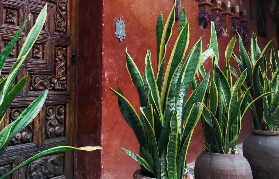 Benefits of Growing a Snake Plant