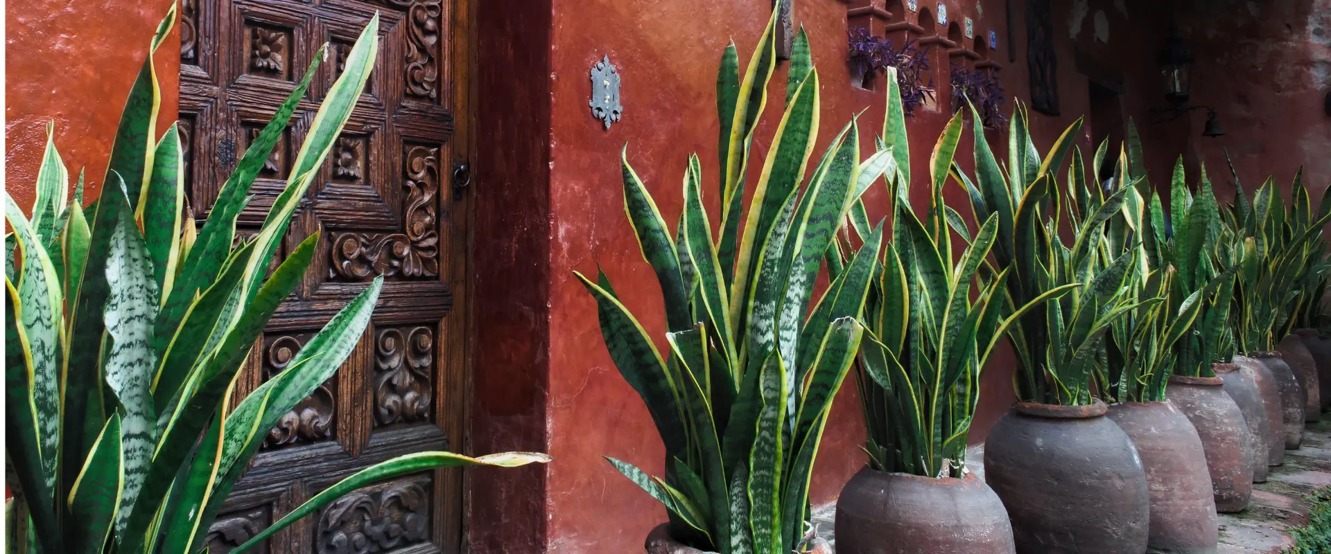 Benefits of snake plants