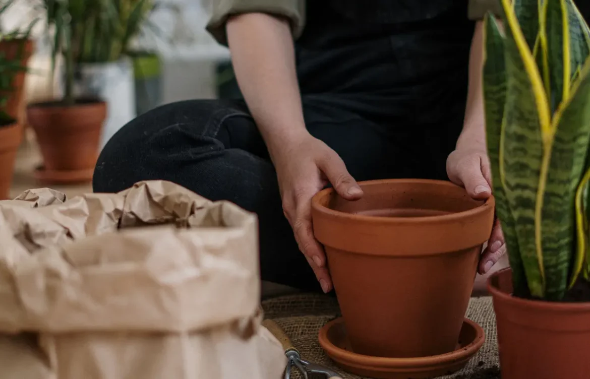 Repotting a Snake Plant: When and How?