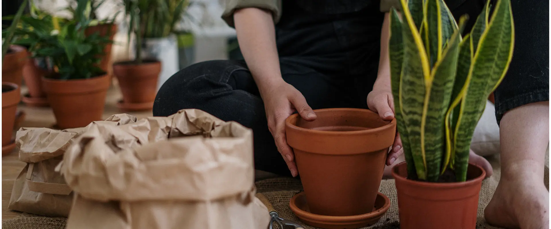Repotting Snake plant