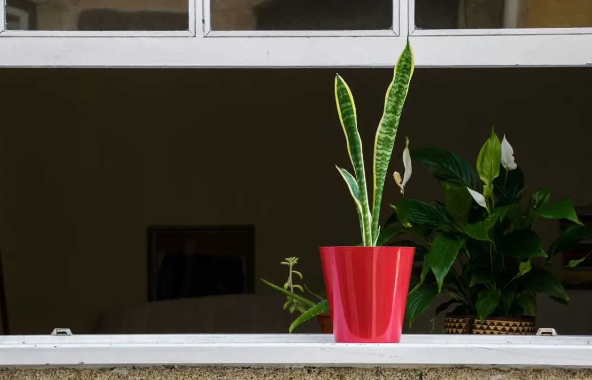 Snake Plant Disadvantages to Know Before You Buy