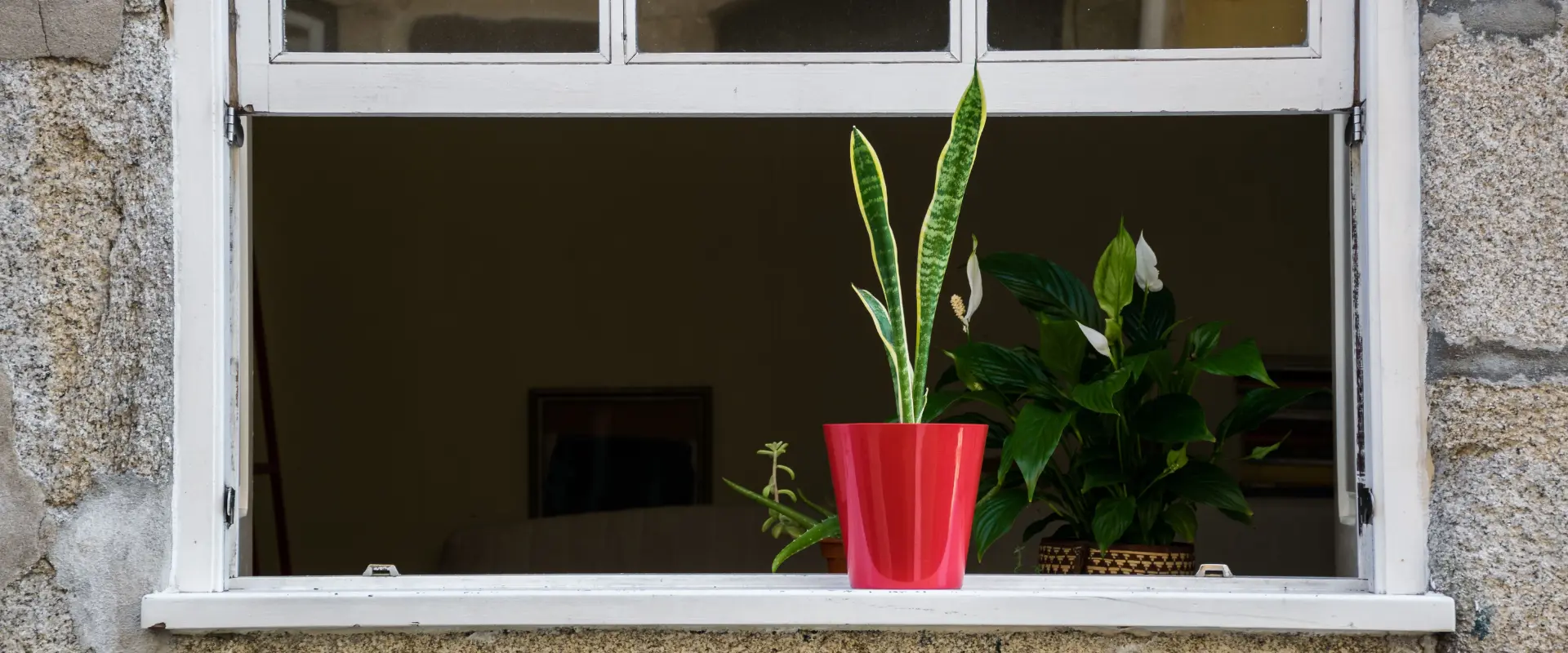 Snake plant disadvantages