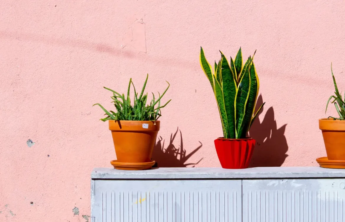 Snake Plant Light Requirements Explained