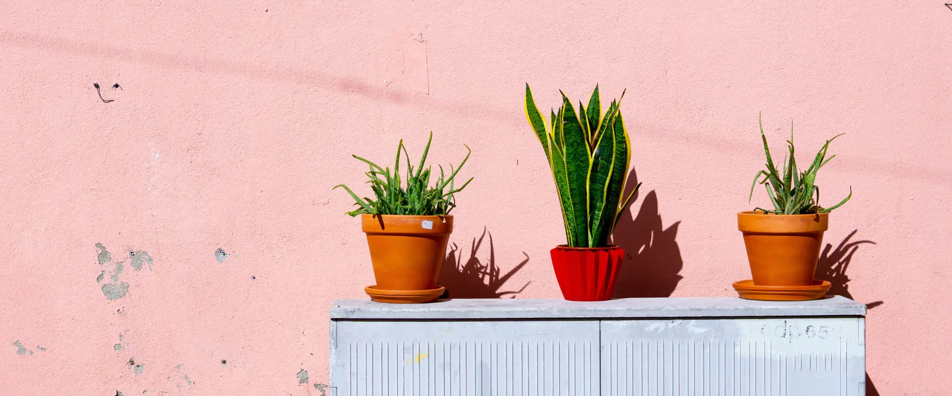 Snake plant light requirement