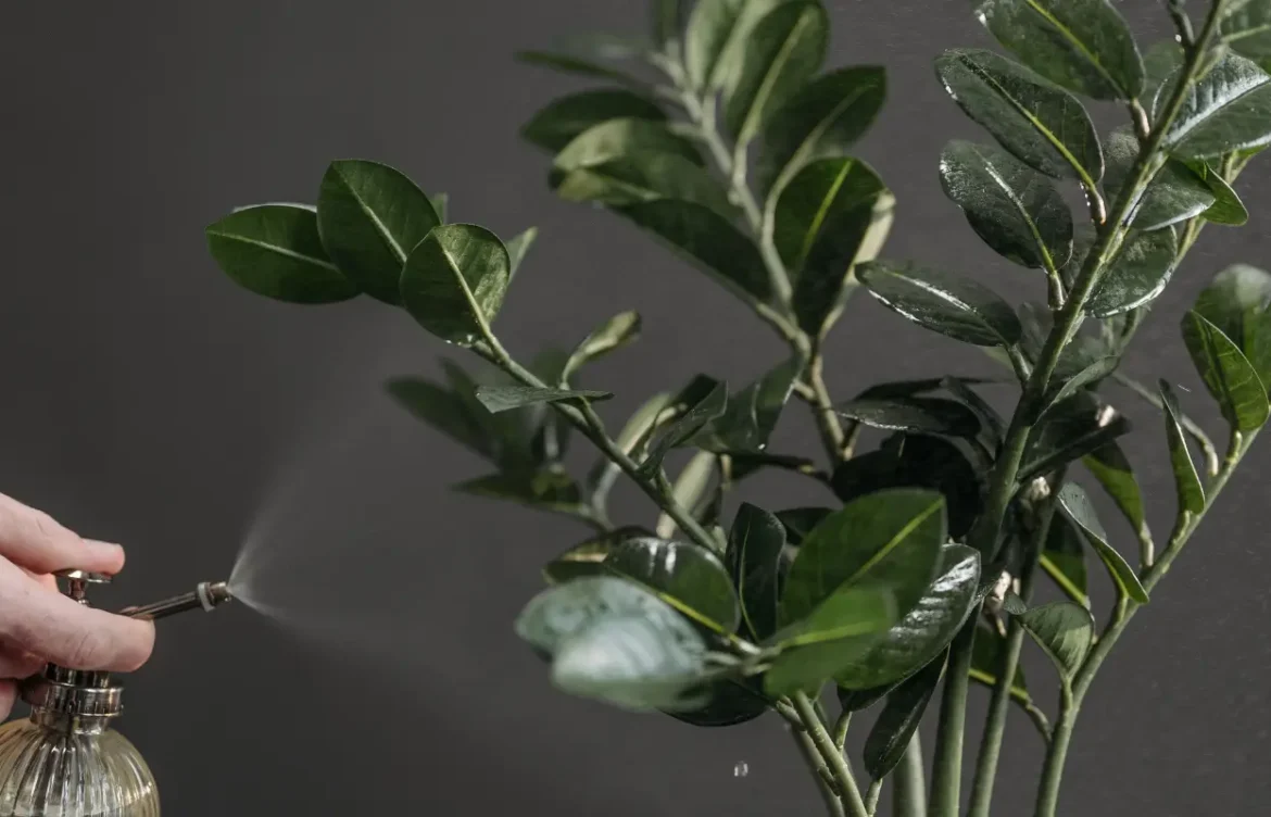 ZZ Plant Care Guide