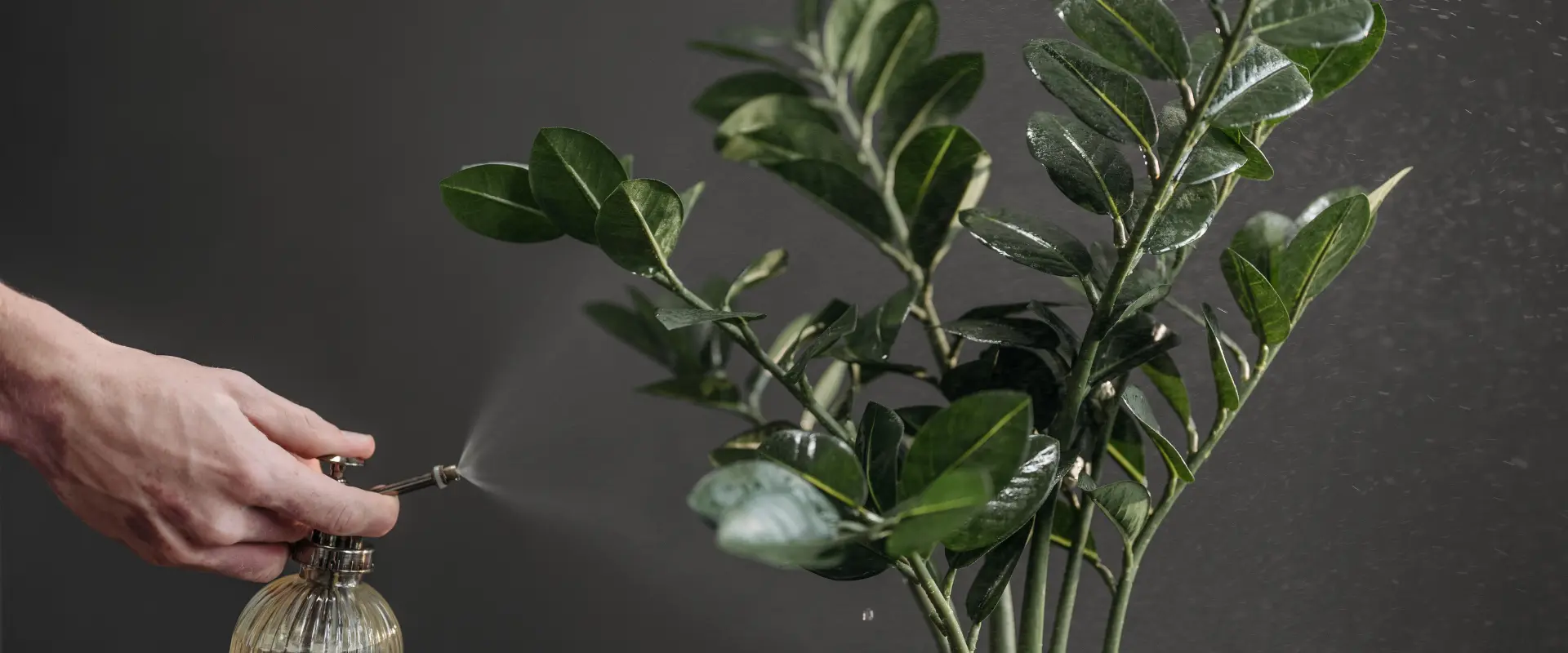 ZZ Plant Care Guide