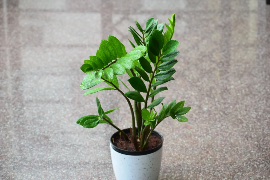 ZZ Plant Propagation Guide 1