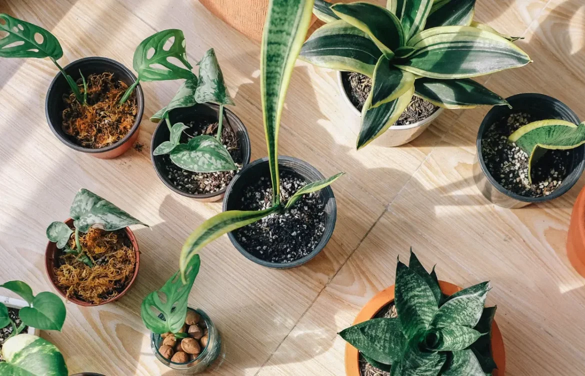 12 Snake Plant Varieties, Explained