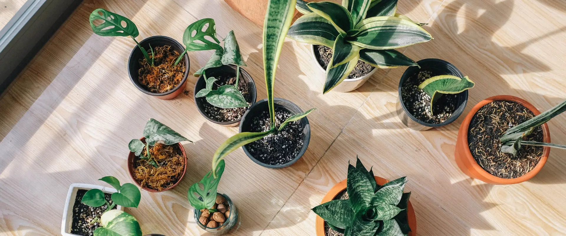 snake plant varieties