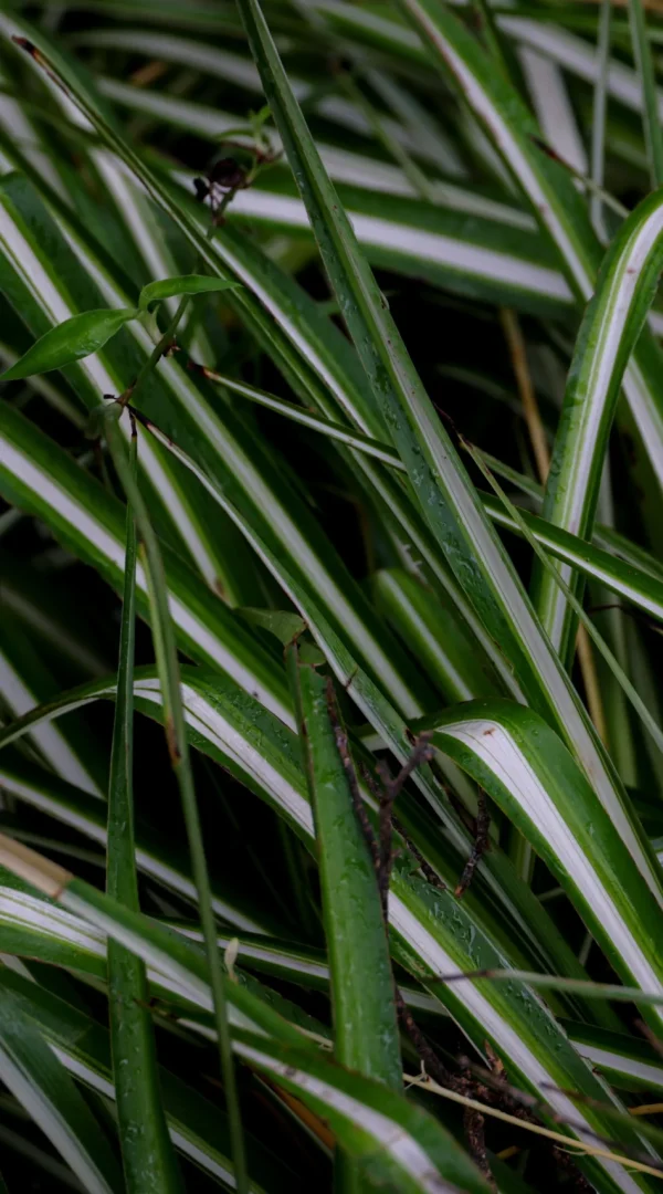 spider_plant_watering_guide_3